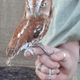 Illustration for article titled Vons (Not so) Verbosity: And now a cute owl.